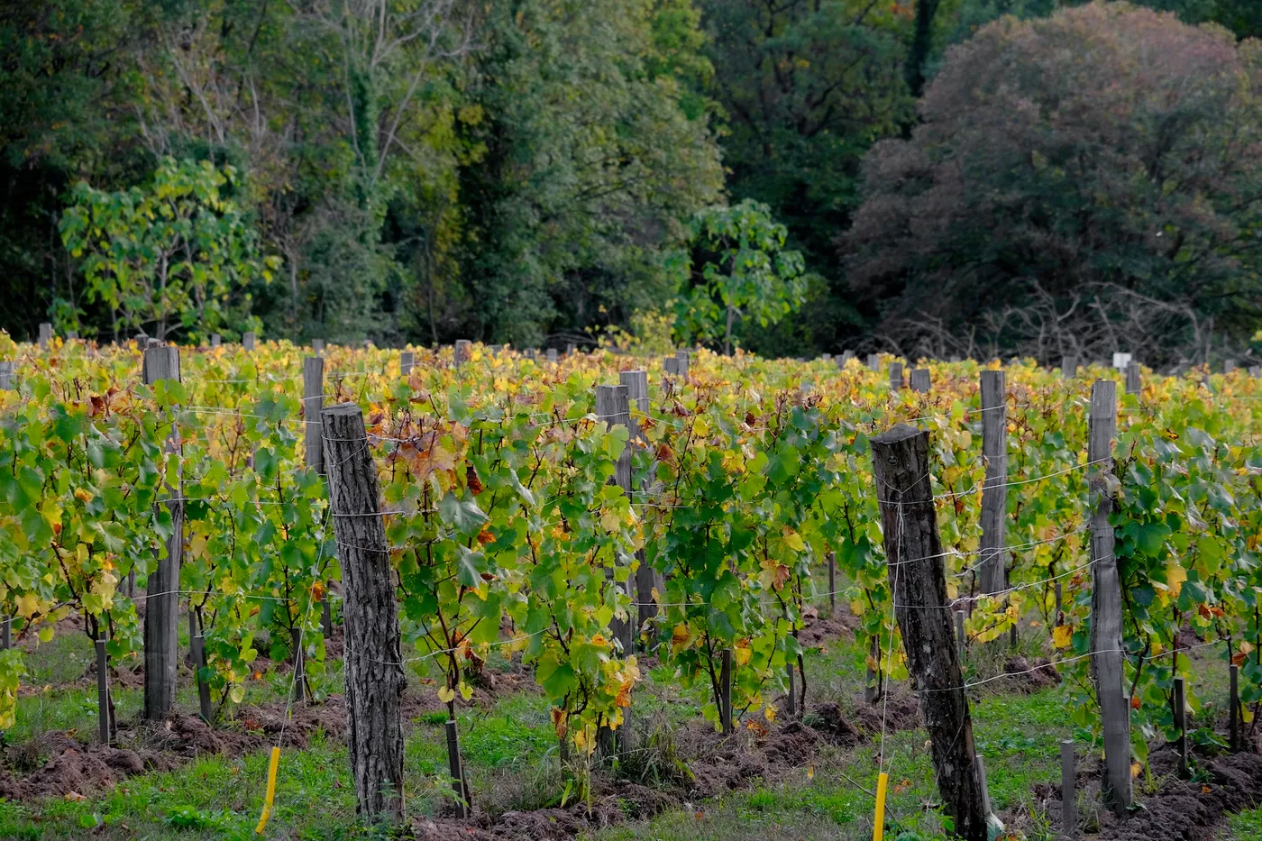 Vignes du Domaine Bois Brillant